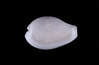 藏品(初雪寶螺)的圖片